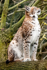 beautiful young european lynx close up