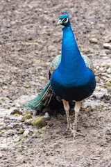 Fototapeta premium peacock with feathers on the ground