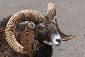 close up of a mountain goat