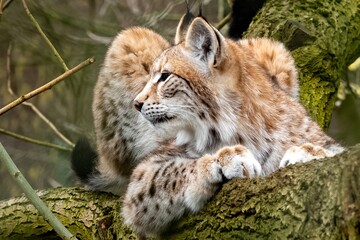 beautiful young european lynx close up