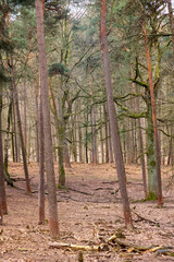 Naklejka premium path in autumn forest