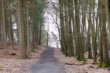 footpath in the woods