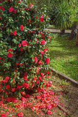 Spring flowers. Camellia bush in bloom