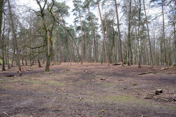 deer in the woods in spring