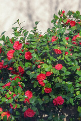 Camellia flowers. Camellia bush near the wall of the house