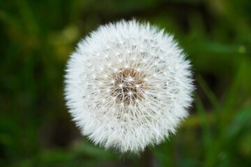 Closeup of blowball with blurry background