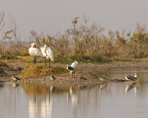 Spoon Billed , greater egret, medium egret, red shank and black winged stint in a lake