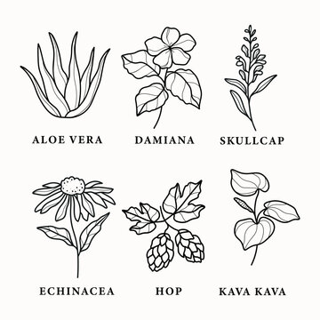 Set of line art medicinal plants and flowers