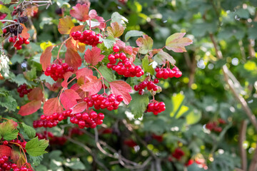 Viburnum bush with red clusters in sunny weather