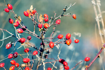 Rosehip bush with red berries in sunny weather