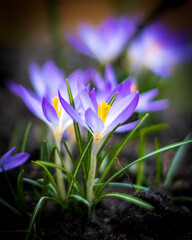 spring crocus flowers
