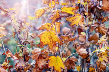 Currant bush with dry autumn leaves in the garden in sunny weather