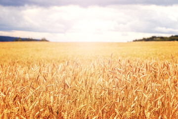 Wheat field with ripe ears in sunny weather