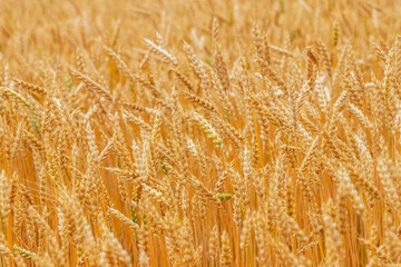 Wheat field with ripe ears in sunlight. Cultivation of wheat