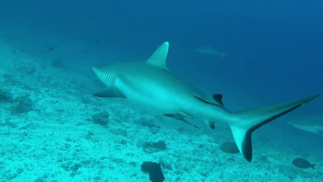 Grey Reef Shark glides gracefully through blue water along the reef