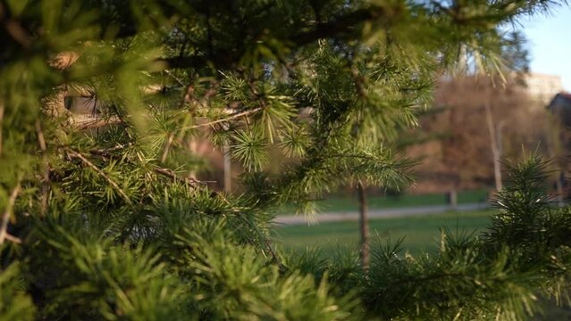 Slow motion pull back shot from within a birch with a gimbal in Sofia, Bulgaria