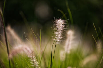 Fototapeta premium Gräser , Mauritius