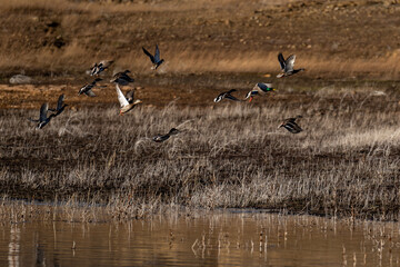 Fototapeta na wymiar Mallard ducks fly. Flock of ducks flying in flight.
