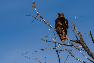Red-tail hawk