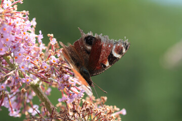 Paon du jour (Aglais io)