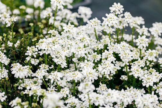 Iberis sempervirens (the evergreen candytuft or perennial candytuft). This plant is native to southern Europe and it is often used as an ornamental garden shrub. This cultivar is the &ldquo;Fischbeck&rdquo;.