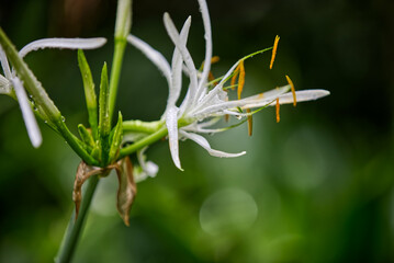 Mauritius , Blumen , nach dem Regen 