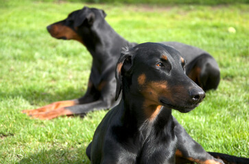 DOBERMAN PINSCHER DOBIE DOBERMANN DOG
