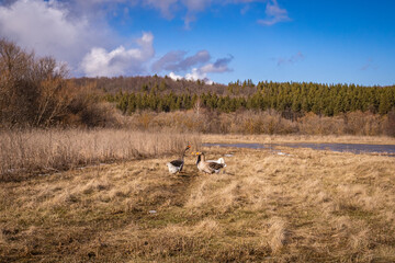 Obraz na płótnie Canvas poultry geese in the village