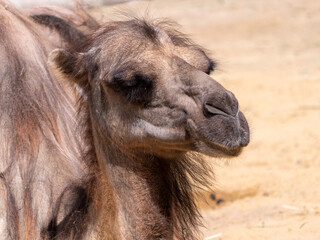 Obraz premium Portrait of a graceful two-humped camel resting in the shade