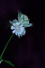 Astrantia