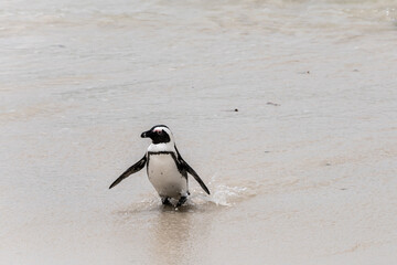 penguin walking out of sea on water edge at Boulders beach, Cape Town
