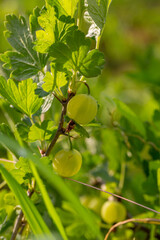 Obraz premium Green gooseberry berries on a green background on a summer day macro photography. Green berries hanging on a branch of a gooseberry bush close-up photo in summertime.