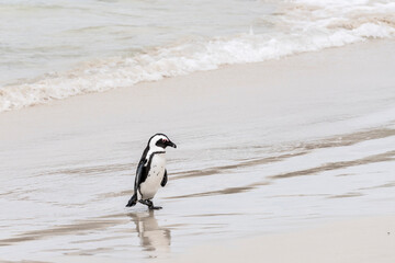 penguin walking on wet sand of water edge at Boulders beach, Cape Town