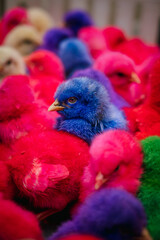 close up of colorful chick