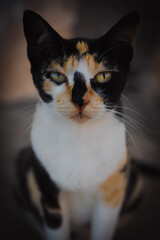 black and white and orange cat