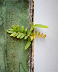 green leaves on wall