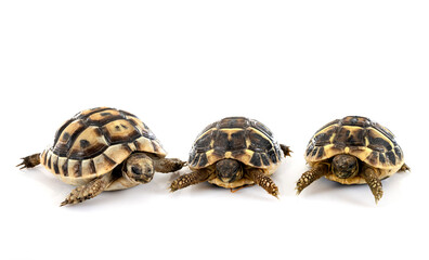 Obraz premium tortoises in studio