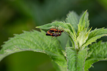 A soldier beetle sits on small white flowers macro photography in the summer. A flying bug sits on a flowering plant.	