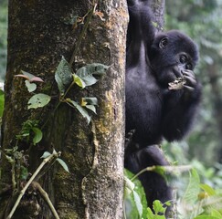 Young Mountain Gorilla 