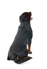 rottweiler in studio