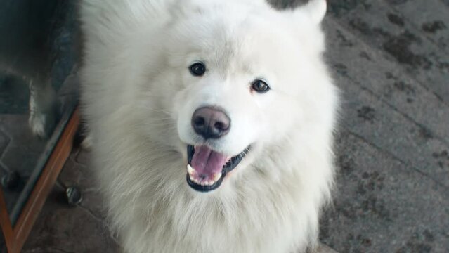 Fluffy white big dog Samoyed husky northern breed close-up