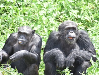 Chimpanzees 