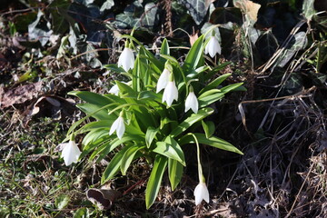 Sweden. Leucojum vernum, called the spring snowflake, is a species of flowering plant in the family Amaryllidaceae. It is native to central and southern Europe from Belgium to Ukraine.