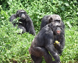 Chimpanzees feeding