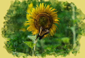 Fototapeta na wymiar sunflower and butterfly
