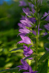 Obraz premium Big purple bellflower in the summer garden macro photography. Wildflowers with bright purple petals on a summer day floral poster for wall decor. Blossom campanula flower wall art poster.