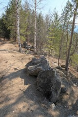 trunks in the forest