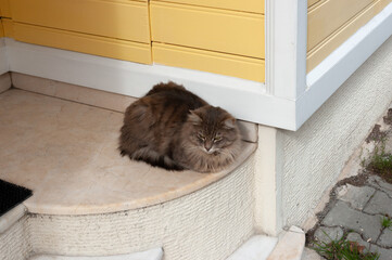 A strange looking cat sitting in front of the door