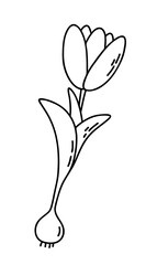 Tulip with bulb in the style of doodle. Vector outline illustration
