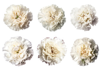 Assorted white carnation flower heads on transparent PNG background. Created with Generative AI.